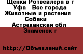 Щенки Ротвейлера в г.Уфа - Все города Животные и растения » Собаки   . Астраханская обл.,Знаменск г.